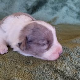 Cardigan Welsh Corgi Puppies from Victory Crown