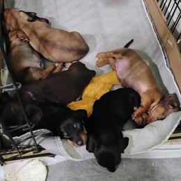 Dachshund puppies from Wyrmhund Dachshunds