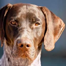 German Shorthaired Pointers from Halestorm Kennel