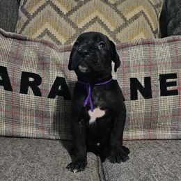 Zalma - Black female Great Dane puppy in Jerusalem, Arkansas from Mara Danes