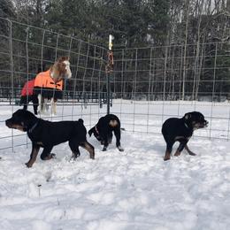 Rottweiler Puppies from Vom Arnold-Hause Rottweilers