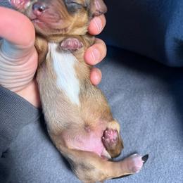 Girl 3 - Dapple female Dachshund puppy in Bismarck, Missouri from Kalua's Doxies