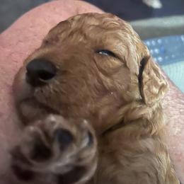 German Shorthaired Pointer and Goldendoodle Puppies from Leppards Kennel