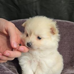 Meringue - White male Pomeranian puppy in Newport News, Virginia from Itty Bitty Poms