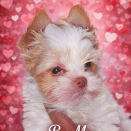 Orian - Parti male Yorkshire Terrier puppy in Atlanta, Georgia from Royal Beauties Yorkies of Atlanta