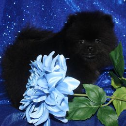 Jayce - Black male Pomeranian puppy in Anna, Texas from Fantasy Pomeranians & Fantasy Aussies