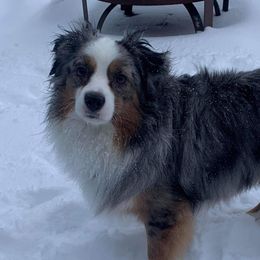 Deuce - Miniature Australian Shepherd