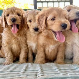 Goldendoodle Puppies from Celestial Doodles