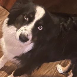 Aussiedoodles from Bull Shoals Pets