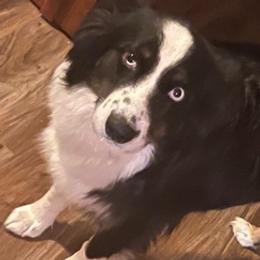 Aussiedoodles from Bull Shoals Pets