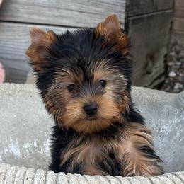 Koda - Blue and gold male Yorkshire Terrier puppy in Monticello, Iowa from Ashley’s Puppies