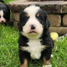 Chloe - Black rust and white female Bernese Mountain Dog puppy in Auburn, Indiana from Swamp Creek Berners