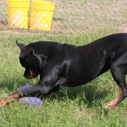 Rottweilers from Von Legendehaus Rottweilers