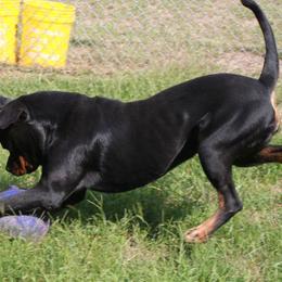 Rottweilers from Von Legendehaus Rottweilers