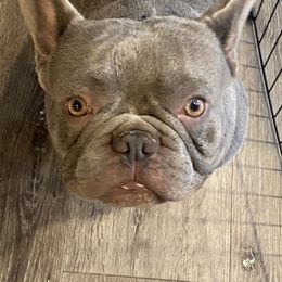 Blue - French Bulldog