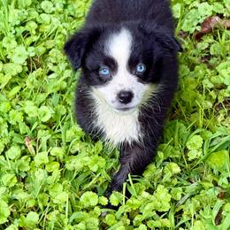Boone - Black & white male Miniature Australian Shepherd puppy in Patterson, North Carolina from DreamLine Aussies