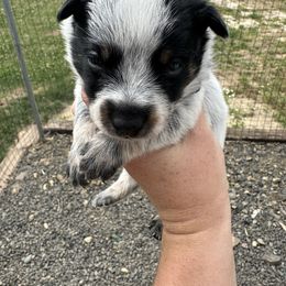 Blue Boy - Blue male Australian Cattle Dog puppy in Kamiah, Idaho from Selway Australian Cattle Dogs
