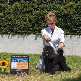 Monica - Poodle