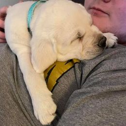 Labrador Retriever Puppies from True Grit Kennels