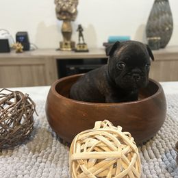 French Bulldog Puppies from Desert Madness Frenchies