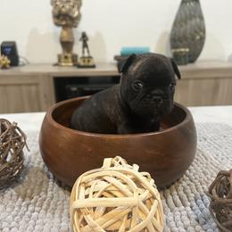 French Bulldog Puppies from Desert Madness Frenchies