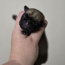 Boy 3 - Fawn male Pug puppy in Olin, North Carolina from Piggy Pugs