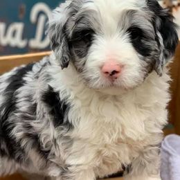 Aussiedoodles and Poodles from Magnolia Doodles