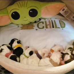 Havanese Puppies from Jay's Havi-nese