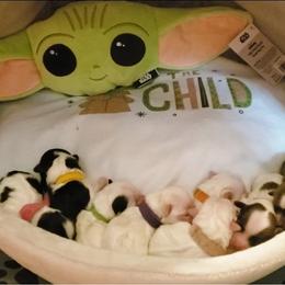 Havanese Puppies from Jay's Havi-nese