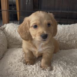 Dachshund Puppies from Cajun Pawfection