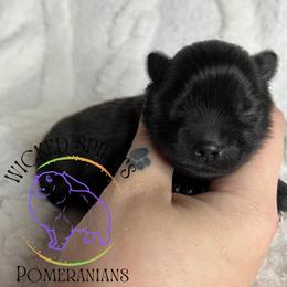 AKC PEPSI - Black male Pomeranian puppy in Watkins Glen, New York from Wicked Spirits Pomeranians