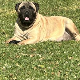 Raven - Bullmastiff
