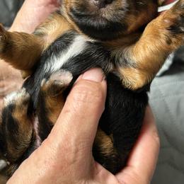 Libbies pink - Black and tan female Yorkshire Terrier puppy in Hardeeville, South Carolina from Pups of the Lowcountry