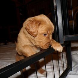 Golden Retriever Puppies from Brisas Goldens