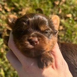 Little Rolo - Chocolate, tan and white male Yorkshire Terrier puppy in Hope, Indiana from DJ Yorkies