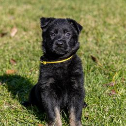 Ritka - Bi-color female German Shepherd puppy in Hammond, Louisiana from Von LaMarca German Shepherds