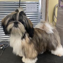 Tina - Shih Tzu