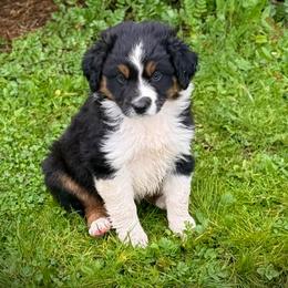 Joleen - Black tri female Miniature Australian Shepherd puppy in North Lakeport, California from Wild Rose Ranch