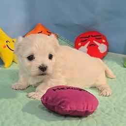 Cher - White female Maltese puppy in Aurora, Missouri from KnJ Precious Paws LLC