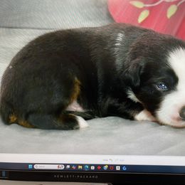 Lava - Black male Australian Shepherd puppy in Ranger, Texas from Outback Mini Aussies