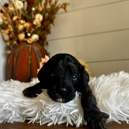 Maggie (orange) - Black female Cavapoo puppy in West Haven, Utah from Harper Haven Cavapoos & Doodles