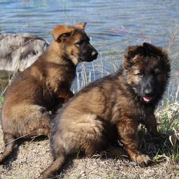 German Shepherds and Great Pyrenees from Reicherthaus GSD's & Timberbluff's Great Pyrenees