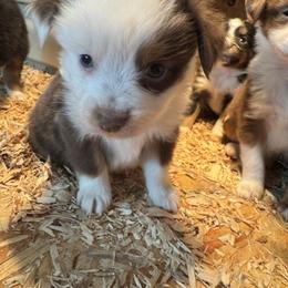 Donner - Red tri male Toy Australian Shepherd puppy in Menan, Idaho from Teton Toy Aussies