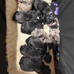 Rey - Blue merle female Bernedoodle puppy in Springfield, Missouri from Doodle Dandy Bernedoodles