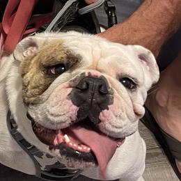 Remi - Bulldog