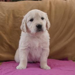 Magenta Collar - Light golden female Golden Retriever puppy in Roseburg, Oregon from Unbound Goldens