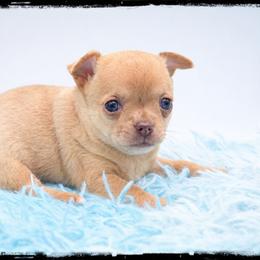 Lily - Merle female Chihuahua puppy in Demorest, Georgia from Sourpatch Chihuahuas