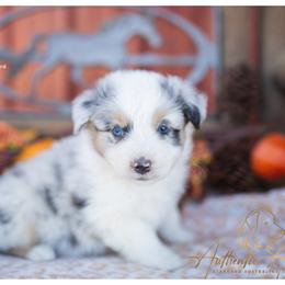 Steel - Blue Merle Male - Blue merle male Australian Shepherd puppy in Red Bud, Illinois from Authentic Aussies