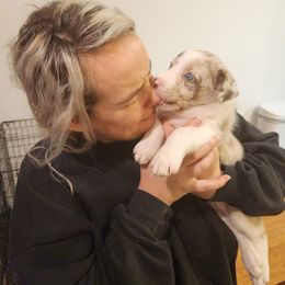 Border Collie Puppies from Cullins Collies