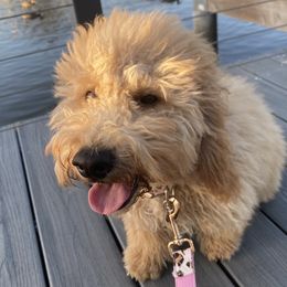 Lady - Goldendoodle